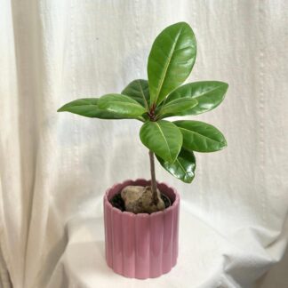 Barringtonia asiatica