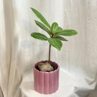 Barringtonia asiatica Barringtonia asiatica