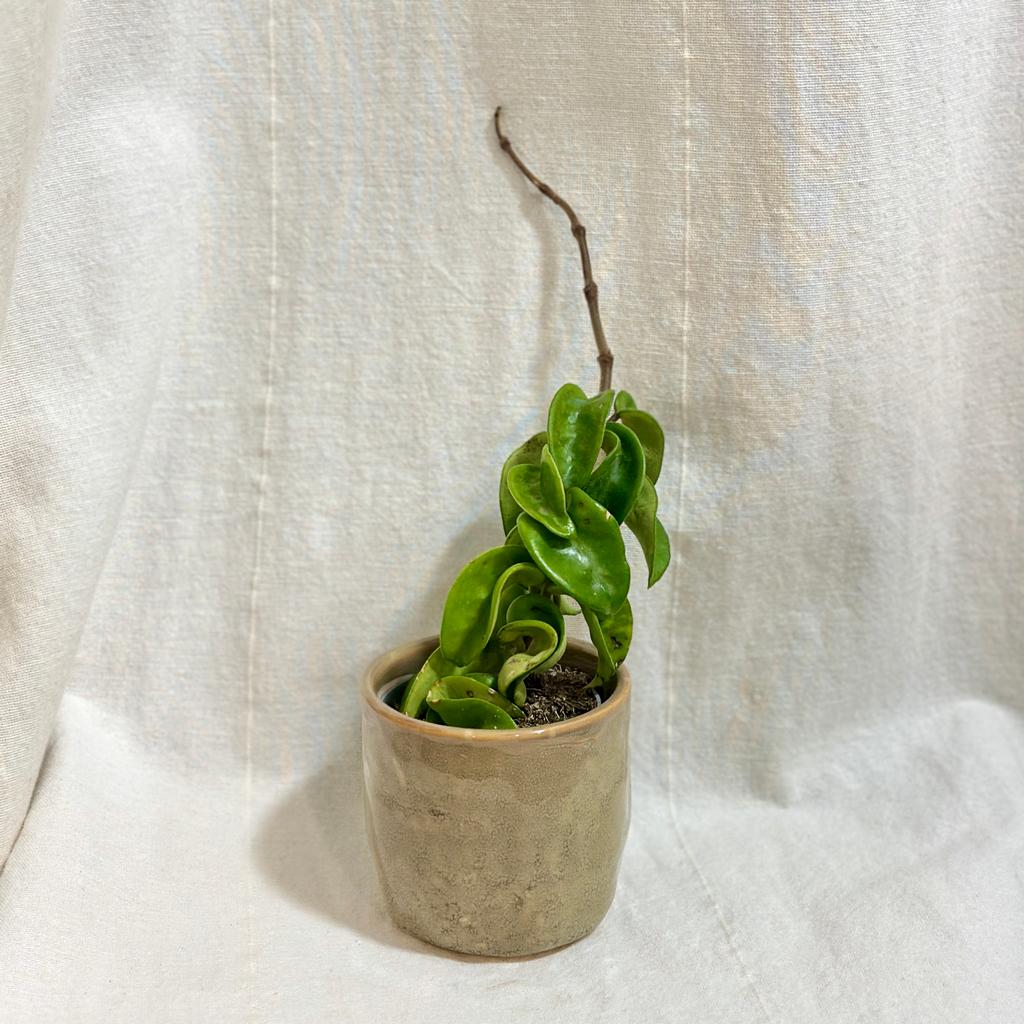Hoya carnosa ‘Compacta’ střední Hoya carnosa 'Compacta' Voskovka tahava rostlina plantizia