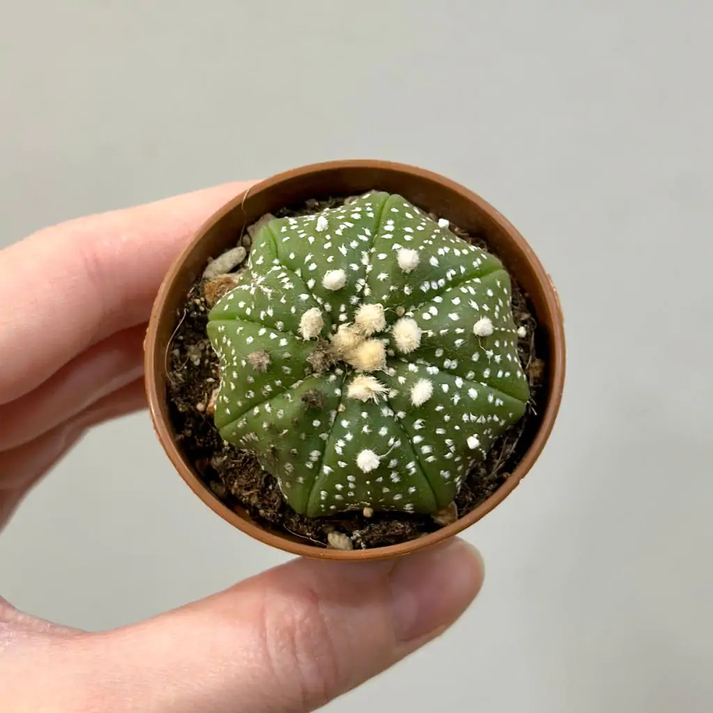 Kaktus Astrophytum asterias malý Kaktus Astrophytum asterias