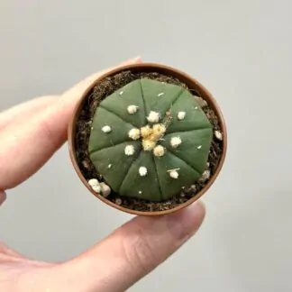 Kaktus Astrophytum asterias nudum