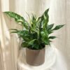 Lopatkovec / Spathiphyllum wallisii ‘Sweet Curiosa’ Lopatkovec Spathiphyllum wallisii Sweet Curiosa