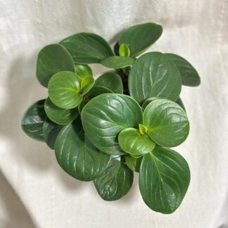 Peperomie obtusifolia ‘Red Canyon’ Peperomie obtusifolia ‘Red Canyon’