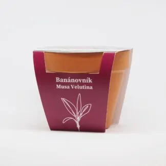 Pěstitelský set Banánovník / Musa velutina musa velutina bananovnik pestitelsky set semen pokojovych rostlin