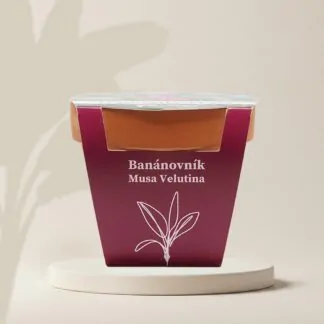 musa velutina bananovnik pestitelsky set semen pokojovych rostlin