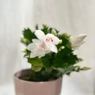 Schlumbergera / Vánoční kaktus bílý