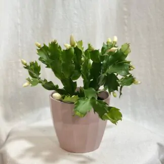 Schlumbergera / Vánoční kaktus bílý Schlumbergera / Vánoční kaktus bílý