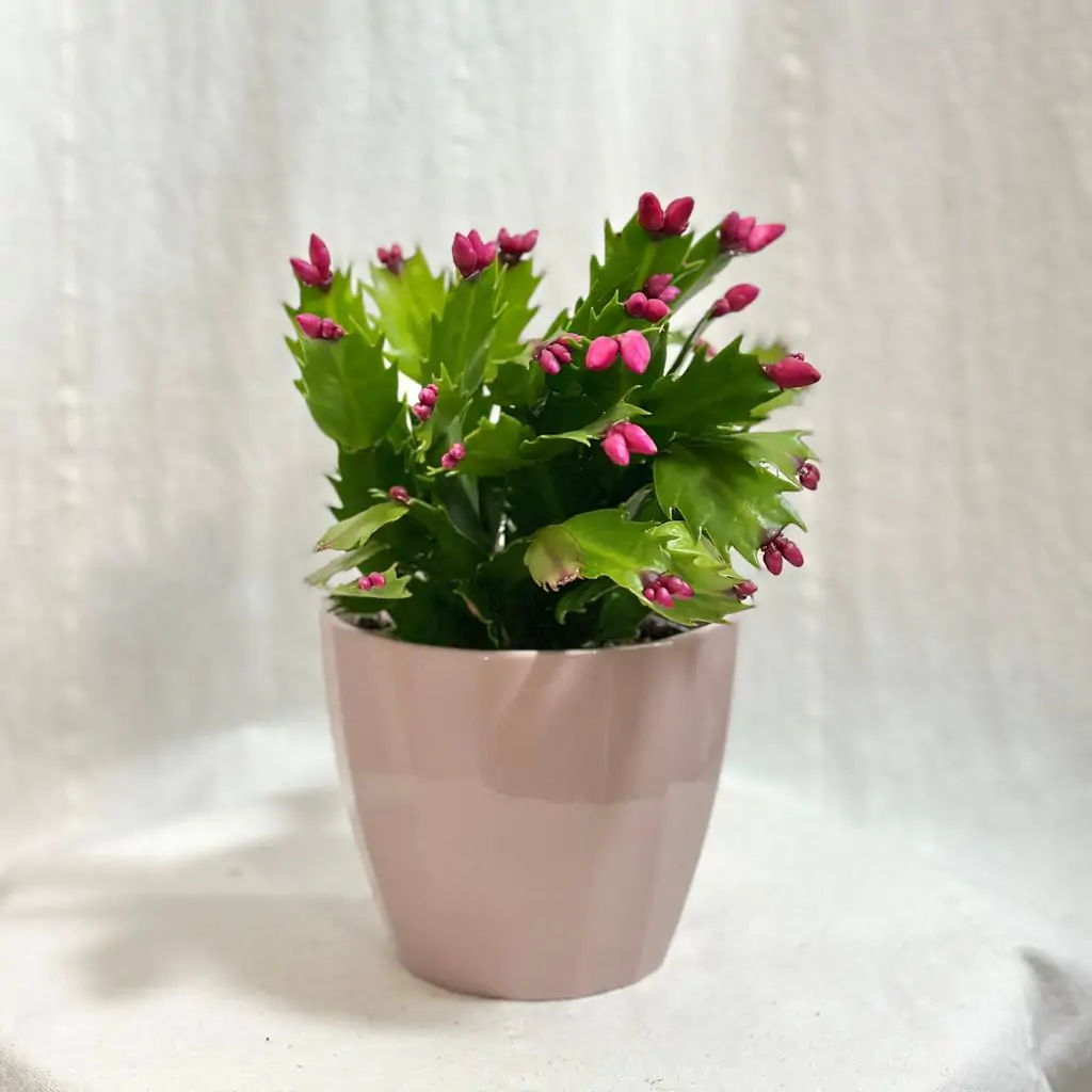 Schlumbergera / Vánoční kaktus růžový Schlumbergera / Vánoční kaktus růžový