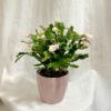 Schlumbergera Thor / Vánoční kaktus bílý velký Schlumbergera Thor / Vánoční kaktus bílý velký