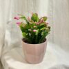 Schlumbergera Thor / Vánoční kaktus růžový velký Schlumbergera Vánoční kaktus růžový