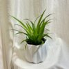 Zelenec / Chlorophytum comosum ‘Green’ zelenec chlorophytum comosum pokojovka cisti vzduch