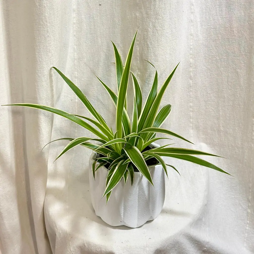 Zelenec / Chlorophytum comosum ‘Ocean’ zelenec chlorophytum comosum Ocean pokojovka cisti vzduch