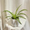 Zelenec / Chlorophytum comosum ‘Vittatum’ zelenec chlorophytum comosum vittatum pokojovka cisti vzduch
