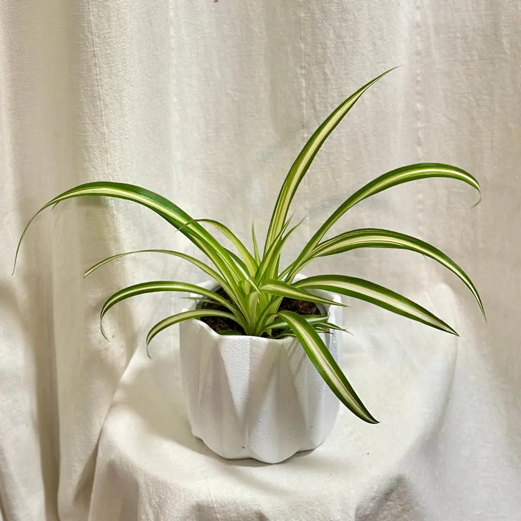 Zelenec / Chlorophytum comosum ‘Vittatum’ zelenec chlorophytum comosum vittatum pokojovka cisti vzduch