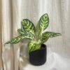 Aglaonema ‘Zebra’ aglaoenma zebra zelena