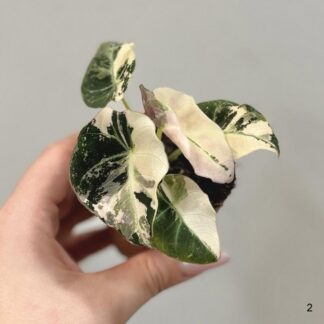 Alocasia ‘Black Velvet Pink Variegata’