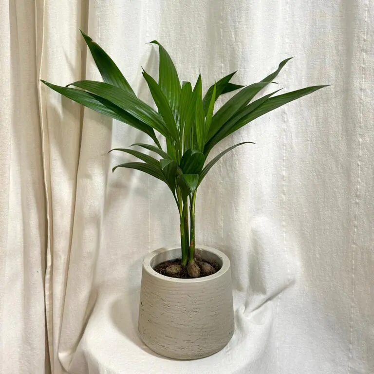 Areca catechu areca catechu palma