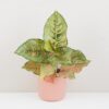 Aglaonema ‘Pistachio Pink’ aglaonema Pistachio Pink pokojovky