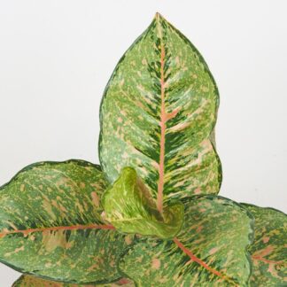 Aglaonema ‘Pistachio Pink’ aglaonema Pistachio Pink pokojovky