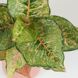 Aglaonema ‘Pistachio Pink’ aglaonema Pistachio Pink pokojovky