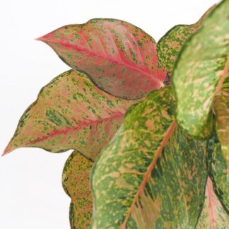 Aglaonema ‘Pistachio Pink’ aglaonema Pistachio Pink pokojovky
