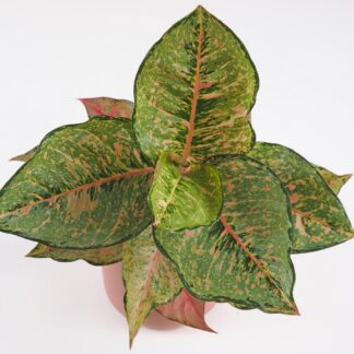 Aglaonema ‘Pistachio Pink’ aglaonema Pistachio Pink pokojovky
