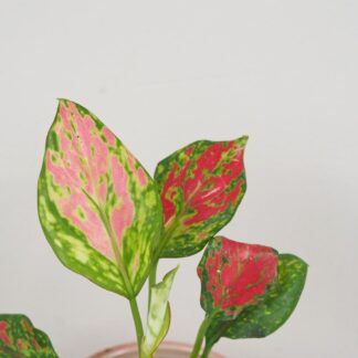 Aglaonema ‘Red Valentine’ malá aglaonema red valentine mala plantizia 2 Plantizia.cz