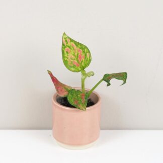 Aglaonema ‘Red Valentine’ malá aglaonema red valentine mala plantizia 3 Plantizia.cz