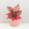 Aglaonema ‘Spicy Pink’ aglaonema spicy pink ruzova pokojovka
