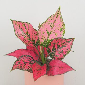 Aglaonema ‘Spicy Pink’ aglaonema spicy pink ruzova pokojovka