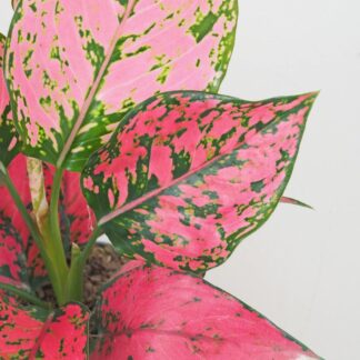 Aglaonema ‘Spicy Pink’ aglaonema spicy pink ruzova pokojovka
