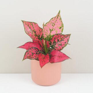aglaonema spicy pink ruzova pokojovka
