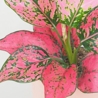 Aglaonema ‘Spicy Pink’ aglaonema spicy pink ruzova pokojovka