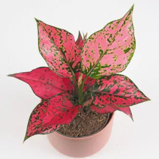 Aglaonema ‘Spicy Pink’ aglaonema spicy pink ruzova pokojovka