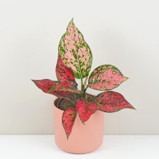 Aglaonema ‘Spicy Pink’ aglaonema spicy pink ruzova pokojovka