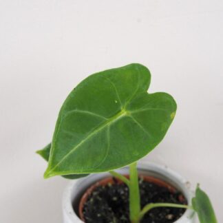 Alocasia ‘Frydek’ malá alocasia frydek mala