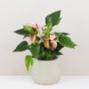Anthurium andraeanum ‘Matata’ anthurium matata ruzove