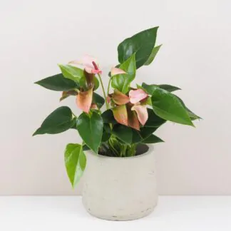 anthurium matata ruzove