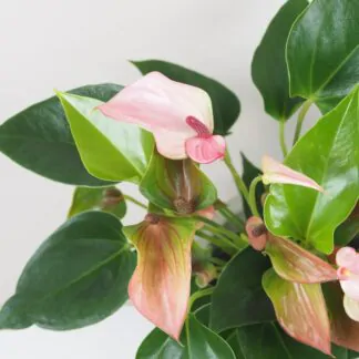 anthurium matata ruzove