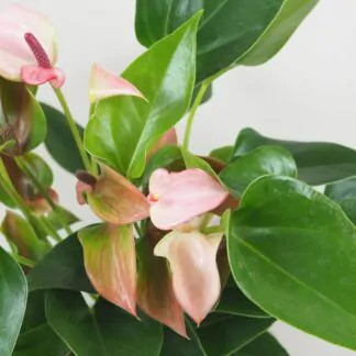 Anthurium andraeanum ‘Matata’ anthurium matata ruzove