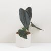 Anthurium ‘Queen of Hearts’ veľké Anthurium ‘Queen of Hearts’
