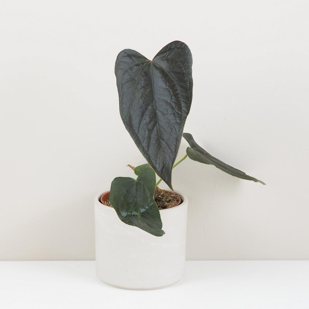 Anthurium ‘Queen of Hearts’ veľké Anthurium ‘Queen of Hearts’