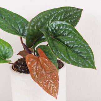 Anthurium radicans x luxurians anthurium radicans x luxurians vzacna pokojovka