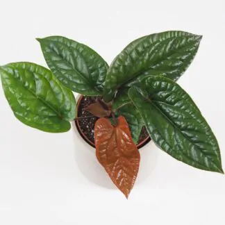 anthurium radicans x luxurians vzacna pokojovka