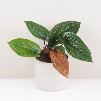 Pokojové rostliny, řasokoule a příslušenství anthurium radicans x luxurians vzacna pokojovka