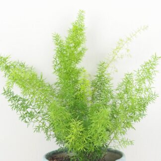 Asparagus densiflorus ‘Meyerii’ asparagus densiflorus meyerii pokojovka