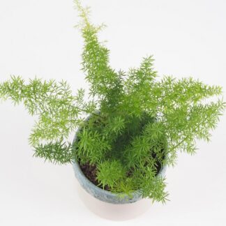 Asparagus densiflorus ‘Meyerii’ asparagus densiflorus meyerii pokojovka