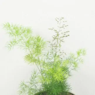 asparagus umbellatus pokojovka