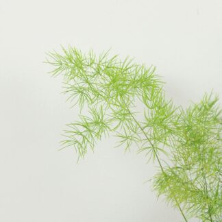 asparagus umbellatus pokojovka