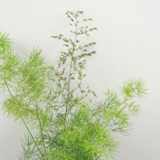 Asparagus umbellatus asparagus umbellatus pokojovka